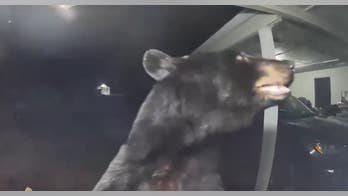 Florida woman awoken by doorbell alert set off by bear, video shows