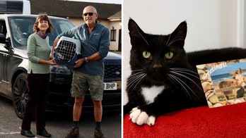 Family vacation goes awry when neighbor’s cat secretly joins their 300-mile road trip