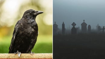 Is seeing a black crow an 'omen of darkness'? What it could mean when you come across the mysterious bird