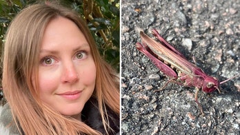Woman spots stunning pink grasshopper while on her lunch break walk: 'They're so rare'