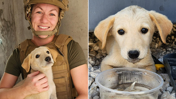 US Navy sailor launches rescue of small puppy saved during overseas deployment: ‘Can’t leave a comrade behind’