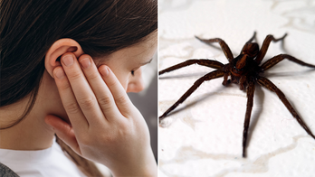 Spider crawls out of woman's ear in 'traumatic' experience as TikTok video goes viral: 'Crying, throwing up'