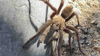 Tarantula on road in Death Valley National Park is blamed for crash involving camper, motorcycle