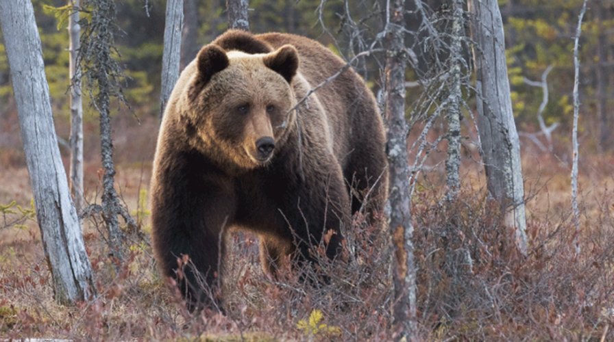 Idaho elk hunter shoots, kills charging grizzly bear in 'surprise  encounter': officials