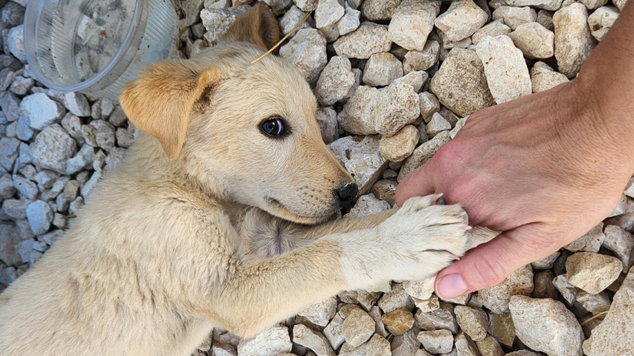 puppy koda