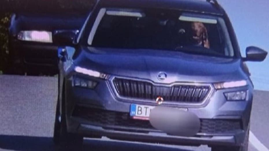 Police catch dog behind the wheel of a moving vehicle: 'Irresponsible'