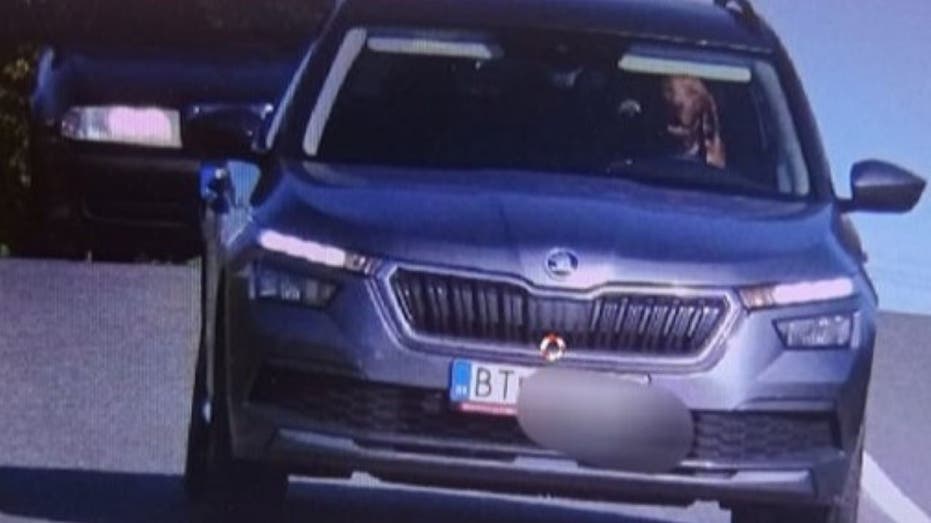 Police catch dog behind the wheel of a moving vehicle: ‘Irresponsible’