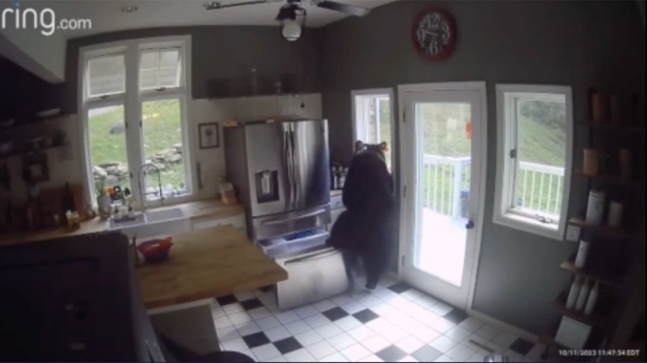 Brazen Connecticut bear sneaks in cracked window, helps himself to frozen chicken