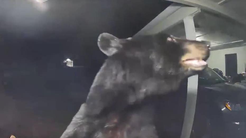 Florida woman awoken by doorbell alert set off by bear, video shows
