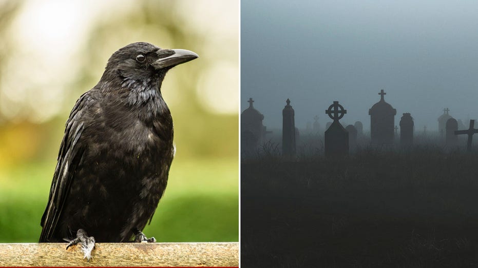 Is seeing a black crow an 'omen of darkness'? What it could mean when you come across the mysterious bird