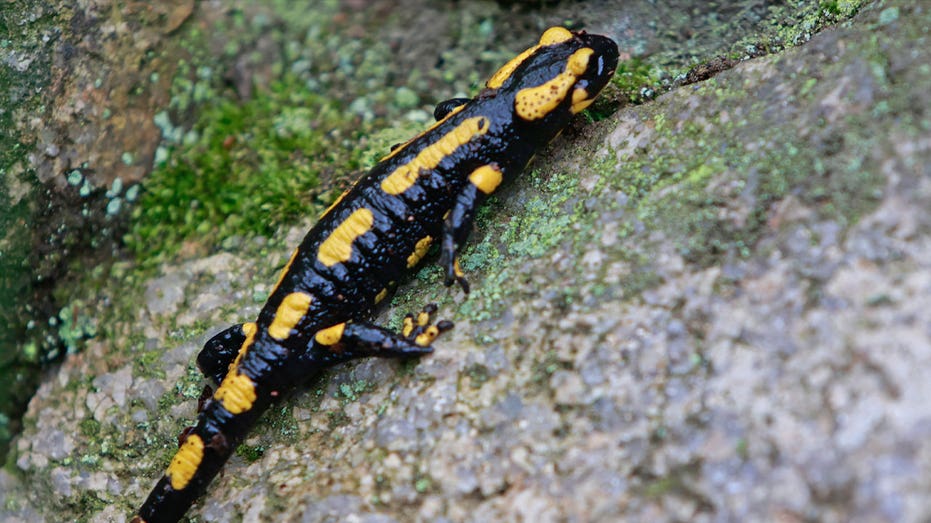 41% of the world’s amphibious species now threatened with extinction, according to study