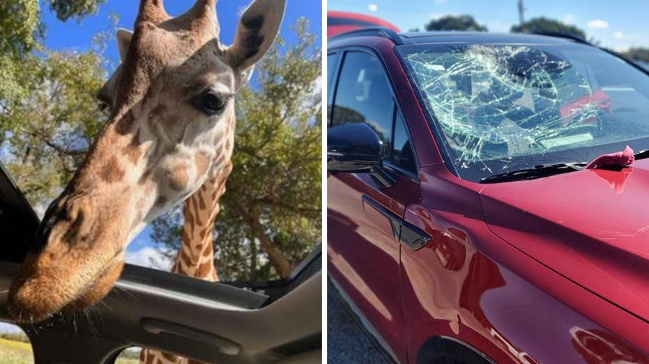 Giraffe smashes Texas family’s car windshield at wildlife park: ‘Glass shot everywhere’