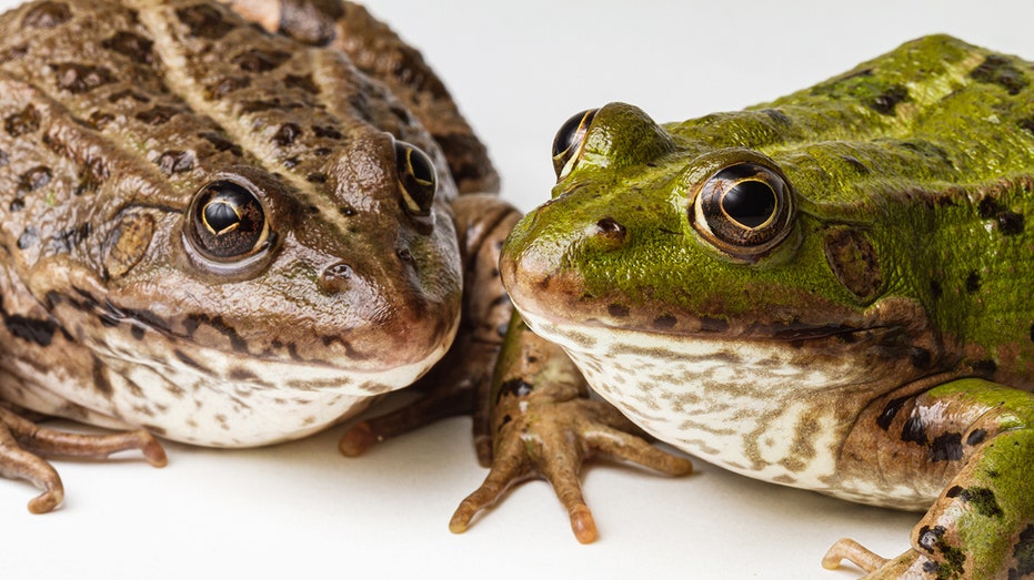 Female frogs fake their own deaths to avoid unwanted male interaction,  study says