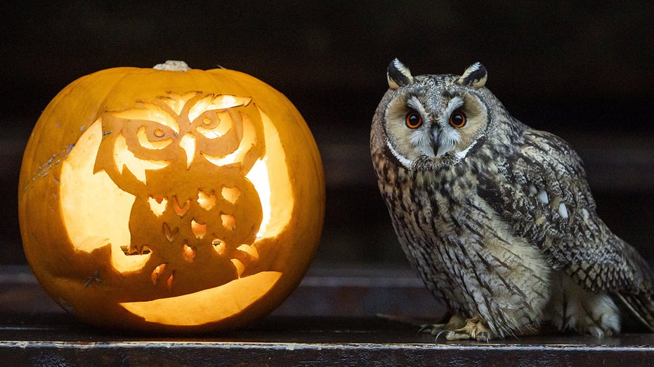 In time for Halloween, owl sits on pumpkin carved with its likeness ahead of the spooky holiday