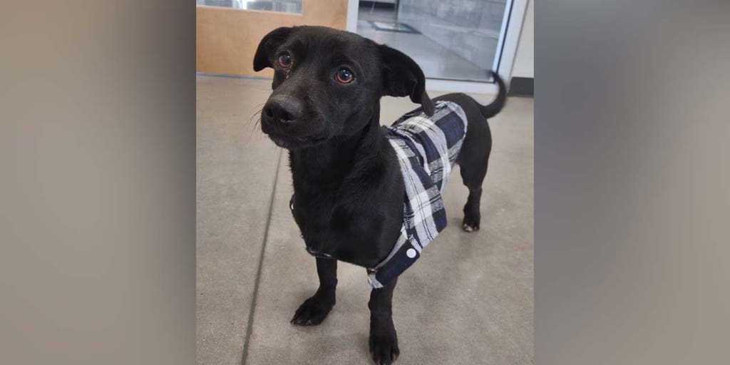 Viral post from Texas animal shelter helps 'antisocial' dog find new home - Vimarsana News