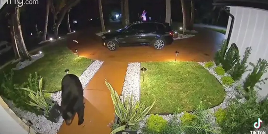 Florida bear caught on camera stealing food delivery order off family's porch - Vimarsana News