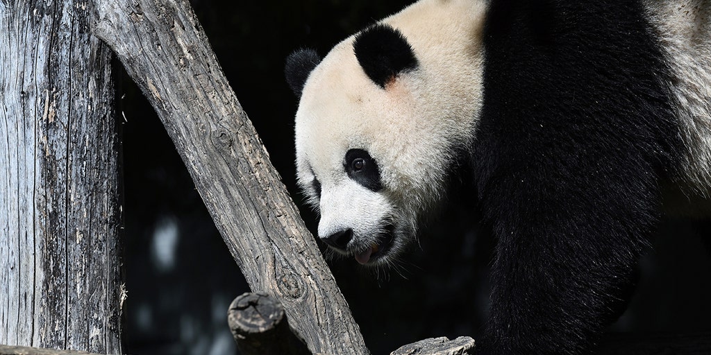 3 giant pandas leave DC's Smithsonian National Zoo for China, ending 50-year run - Vimarsana News