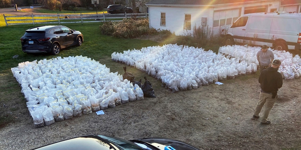 $8.5M worth of psychedelic mushrooms seized from rural Connecticut property - Vimarsana News