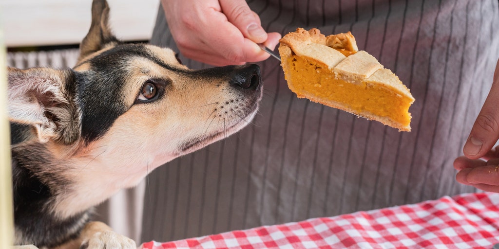 Is it safe to share Thanksgiving leftovers with your dog? - Vimarsana News