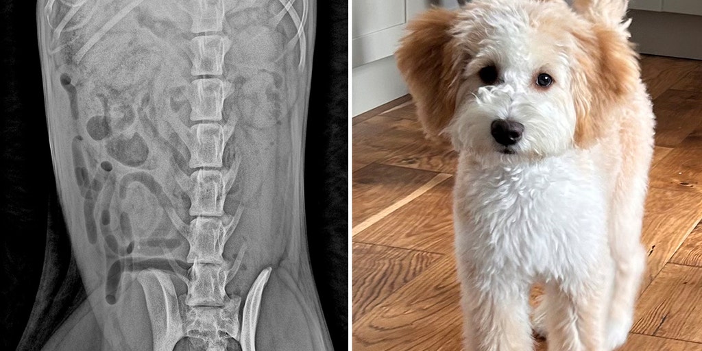 Bernedoodle dog rushed to veterinary hospital after swallowing three of her owner's socks - Vimarsana News