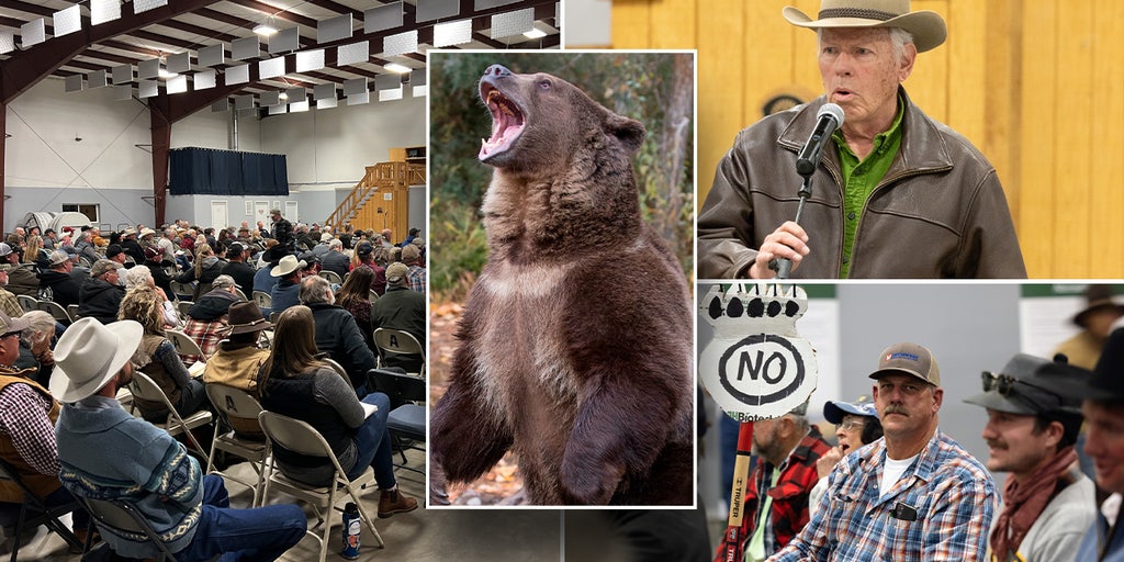 Local residents explode at Biden officials over plan to release grizzly bears near their communities - Vimarsana News