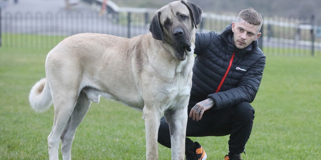 'Gentle giant' dog, at 250 pounds, eats an entire chicken daily as owner spends nearly $5K a year on food - Vimarsana News