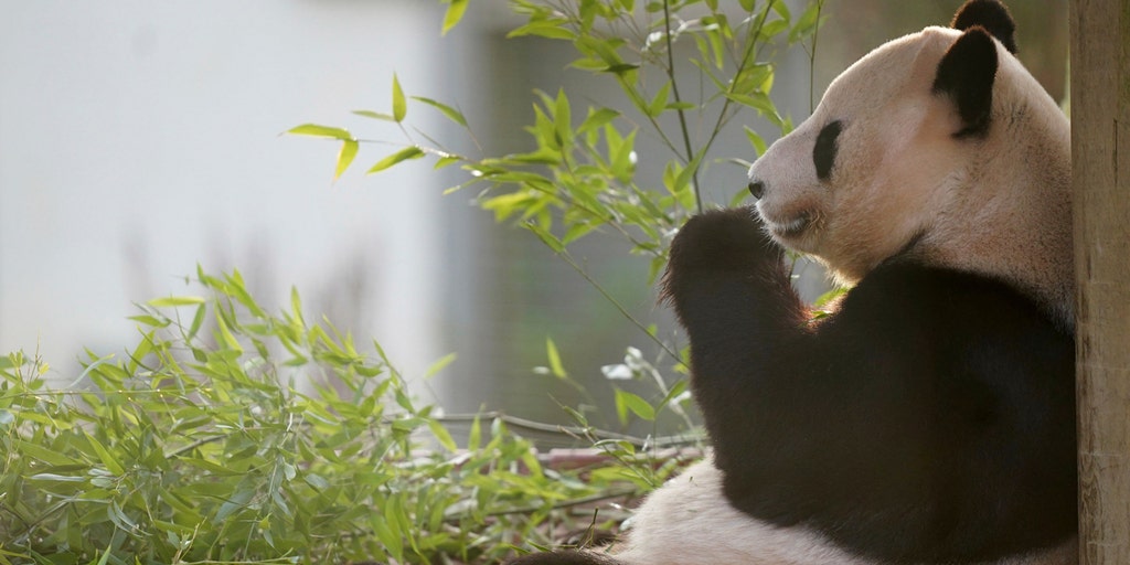 Scotland's Edinburgh Zoo bids giant pandas bittersweet farewell amid return to China - Vimarsana News