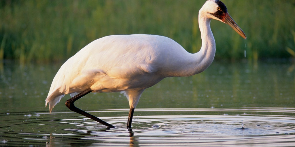 4 new whooping cranes added to experimental Louisiana flock - Vimarsana News