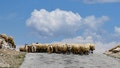 A view of a herd of sheep on a plateau in Van, Turkiye on October 24, 2023. Within a project to develop animal husbandry in Van, 1422 stockbreeders receive 141 thousands sheep.