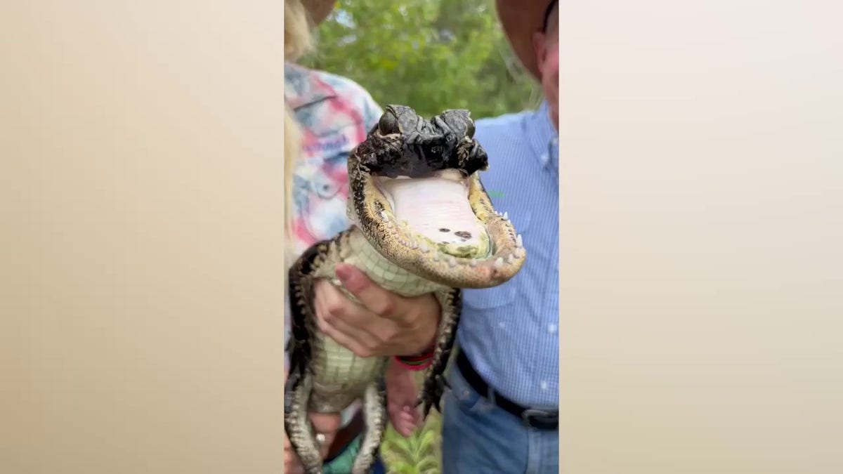 'Jawlene' who is missing her upper jaw