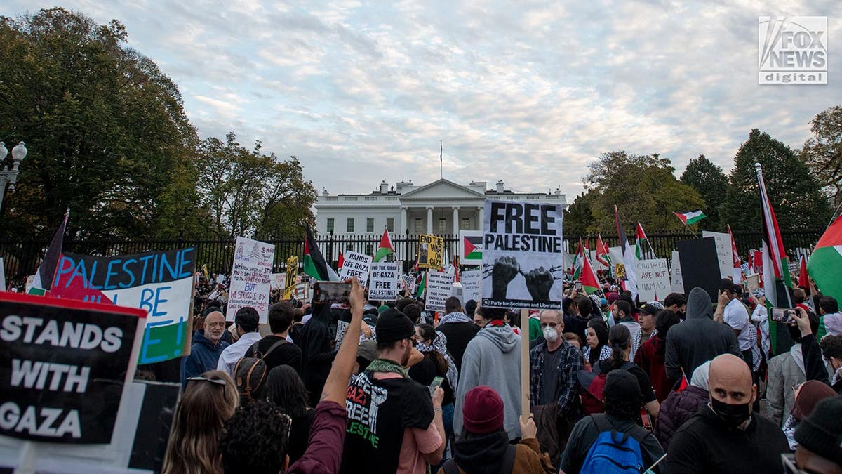 Pro-Palestine protestors in DC