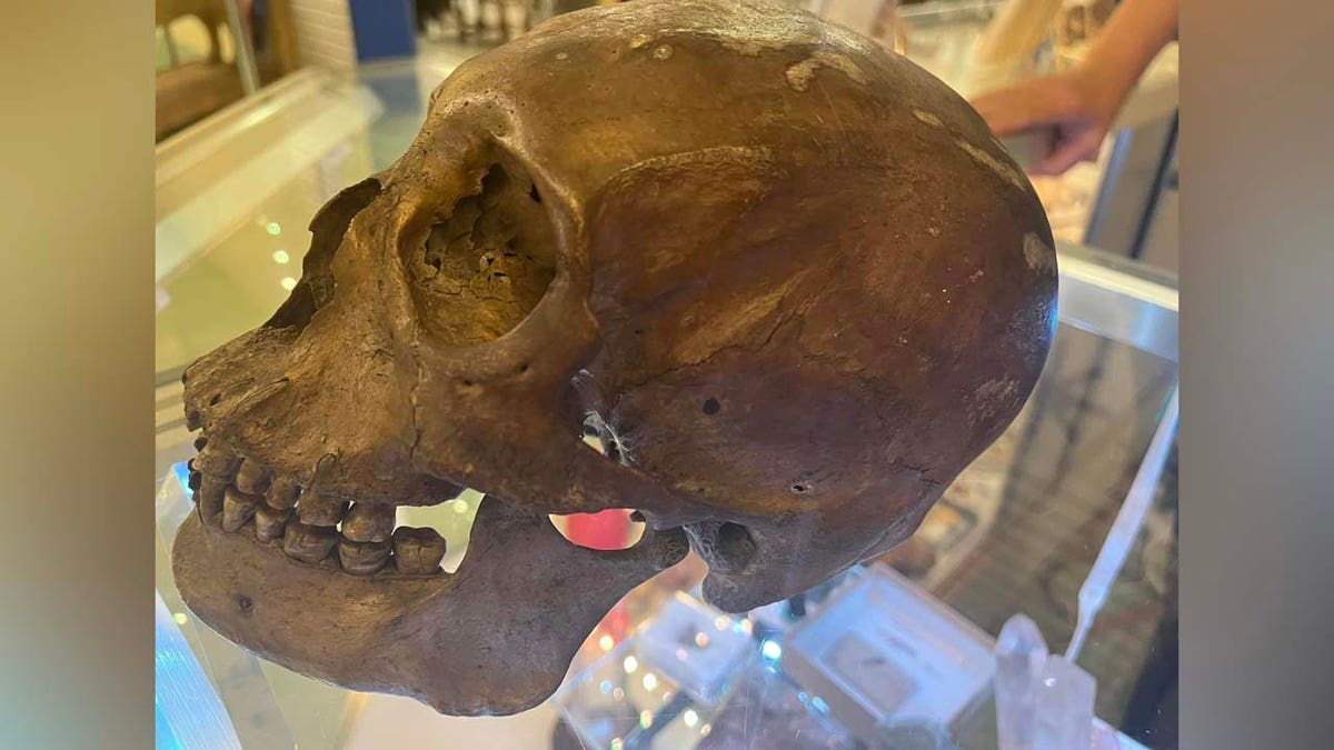 Police say this human skull was found in a thrift store in Florida