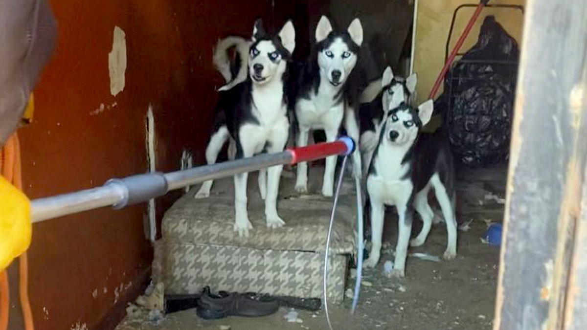 Huskies found in abandoned home