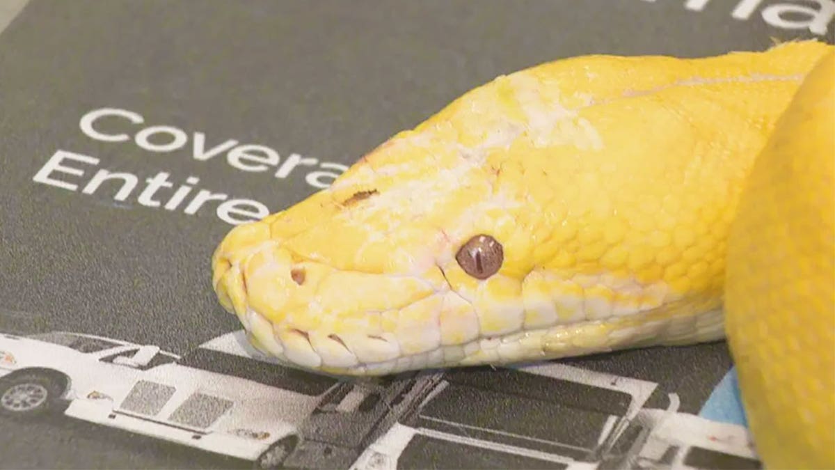 Albino python Oklahoma City