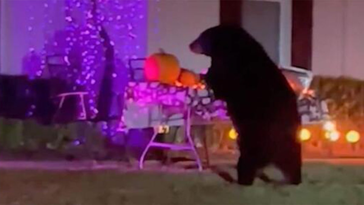 Bear eats Halloween candy