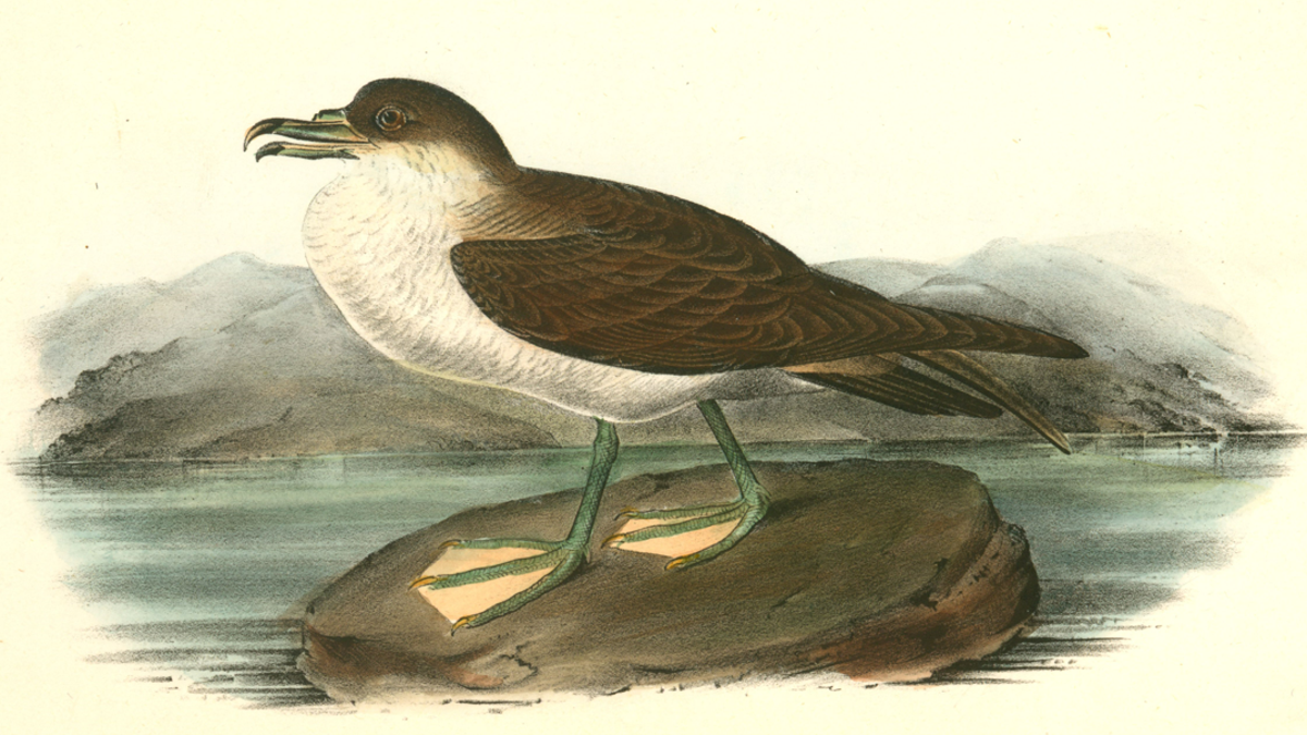 Wandering Shearwater