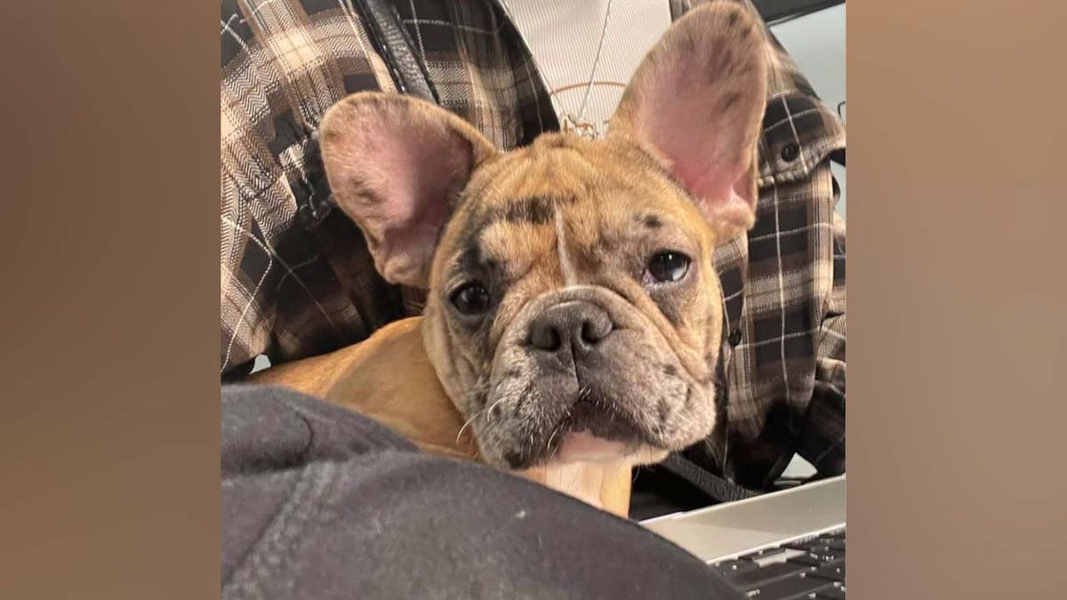 "Buttercup" Stolen Frech Bulldog