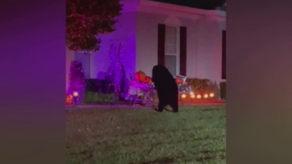 Bear in front yard