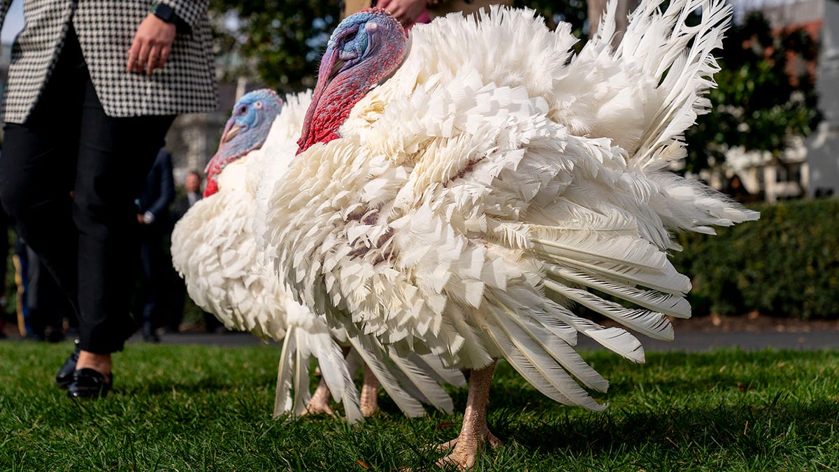 White House turkey pardon 2023