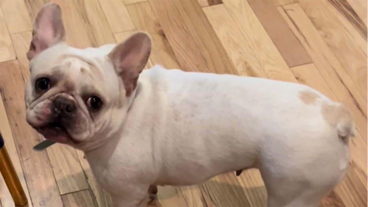 "Coco" Stolen French Bulldog