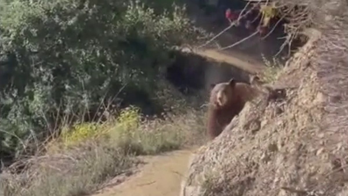 bears following runner on trail