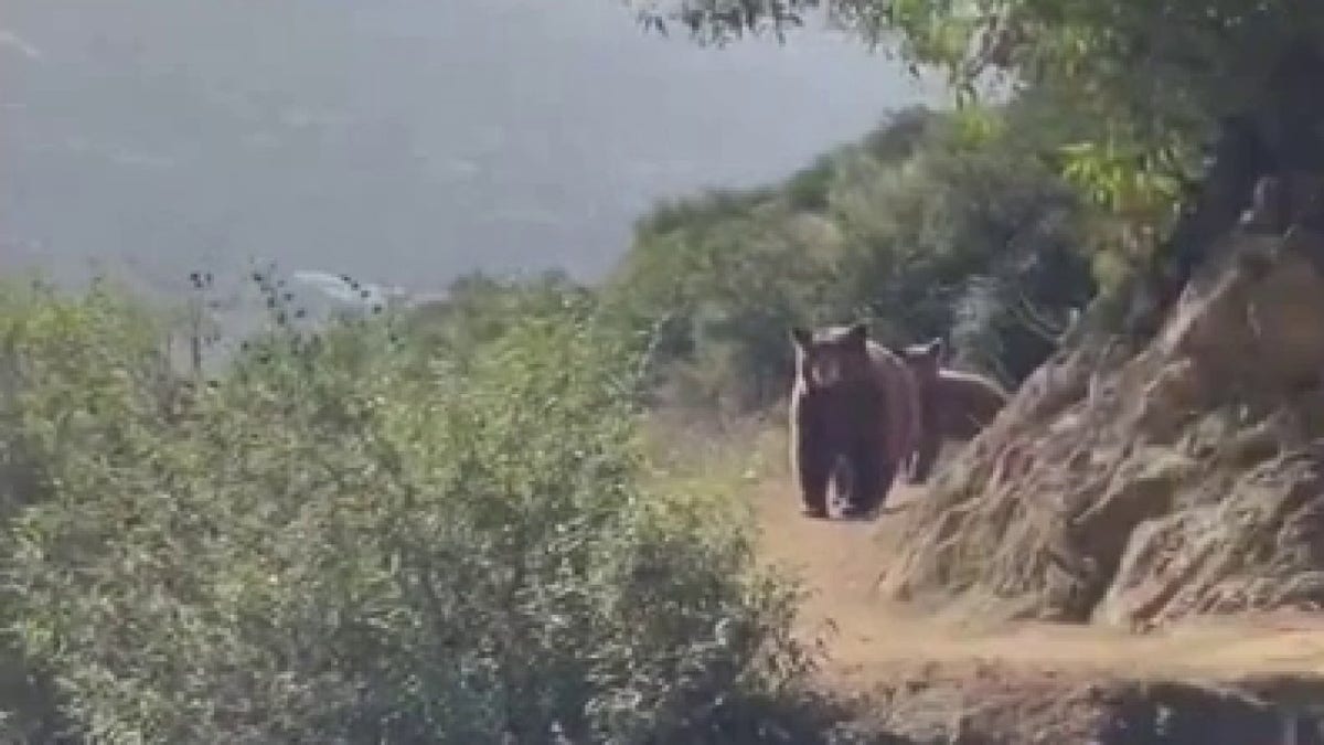 bears following runner on trail