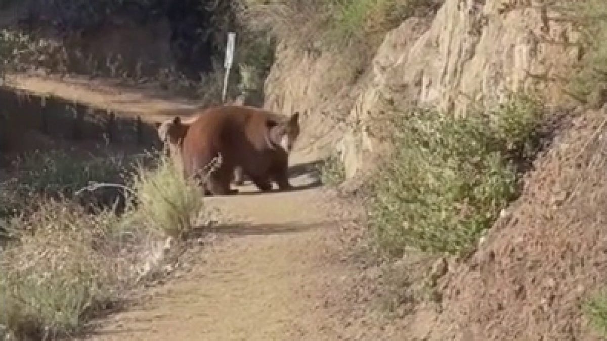 bears on trail