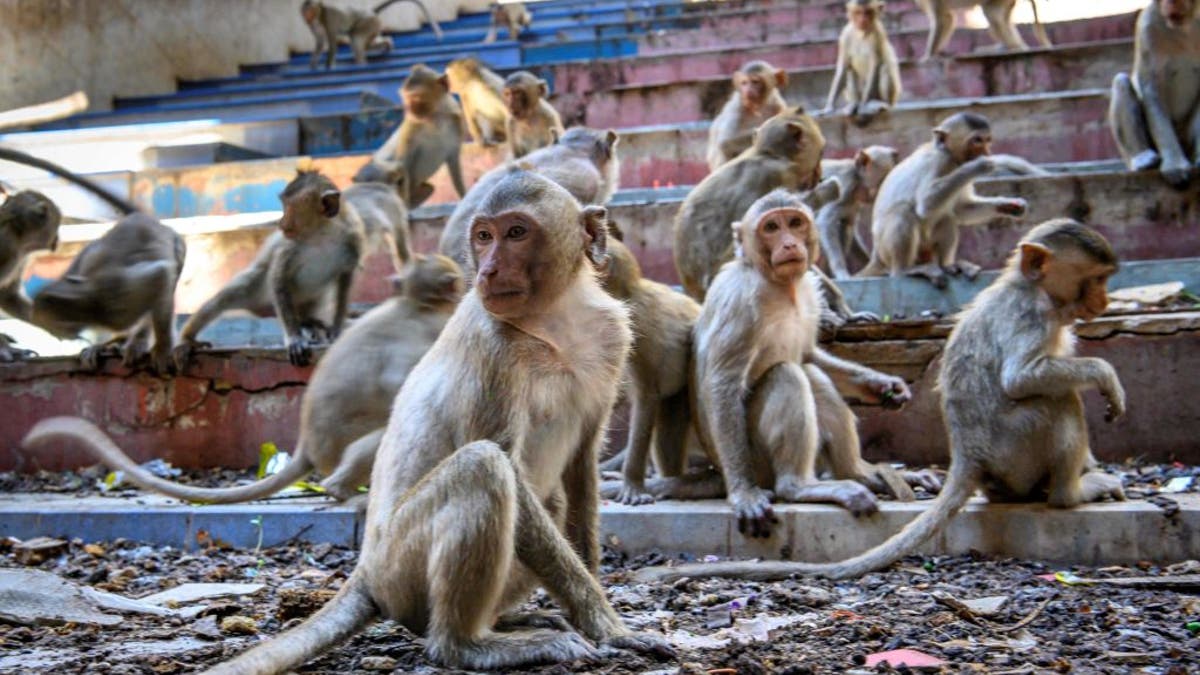 Monkeys on stairs