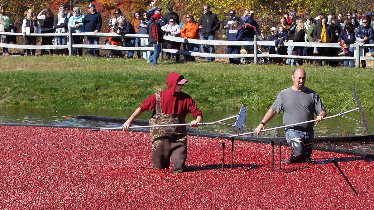 cranberries in Foxbor, Mass.