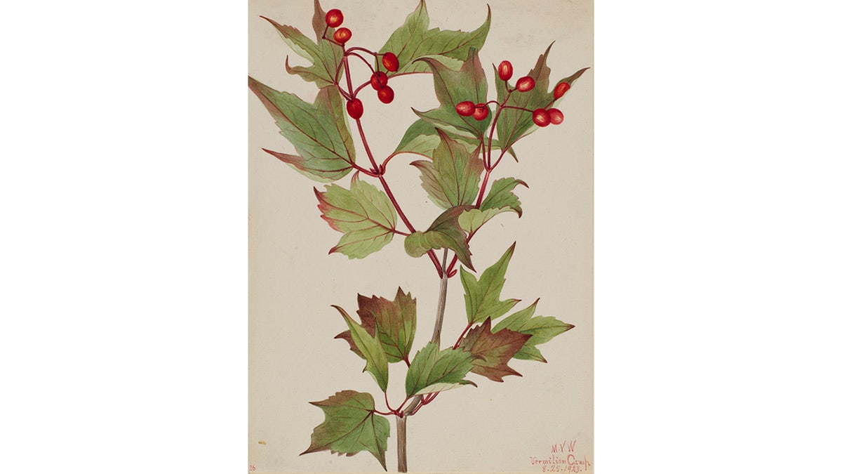 cranberry bush
