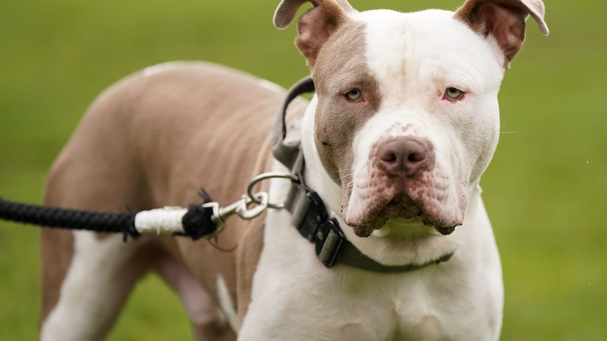 An American XL Bully dog looking at the camera