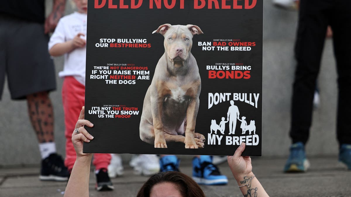 A protester in the U.K. holds a sign defending American XL bully dogs