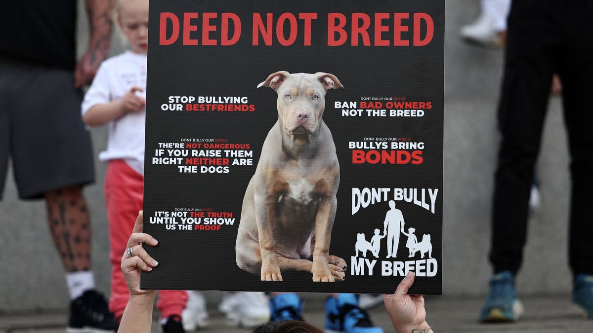 A protester in the U.K. holds a sign defending American XL bully dogs