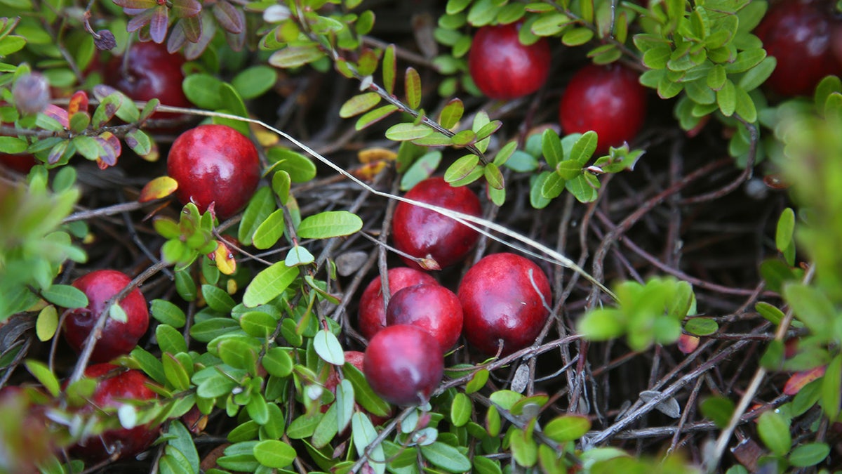 Cranberries growing on a vine.